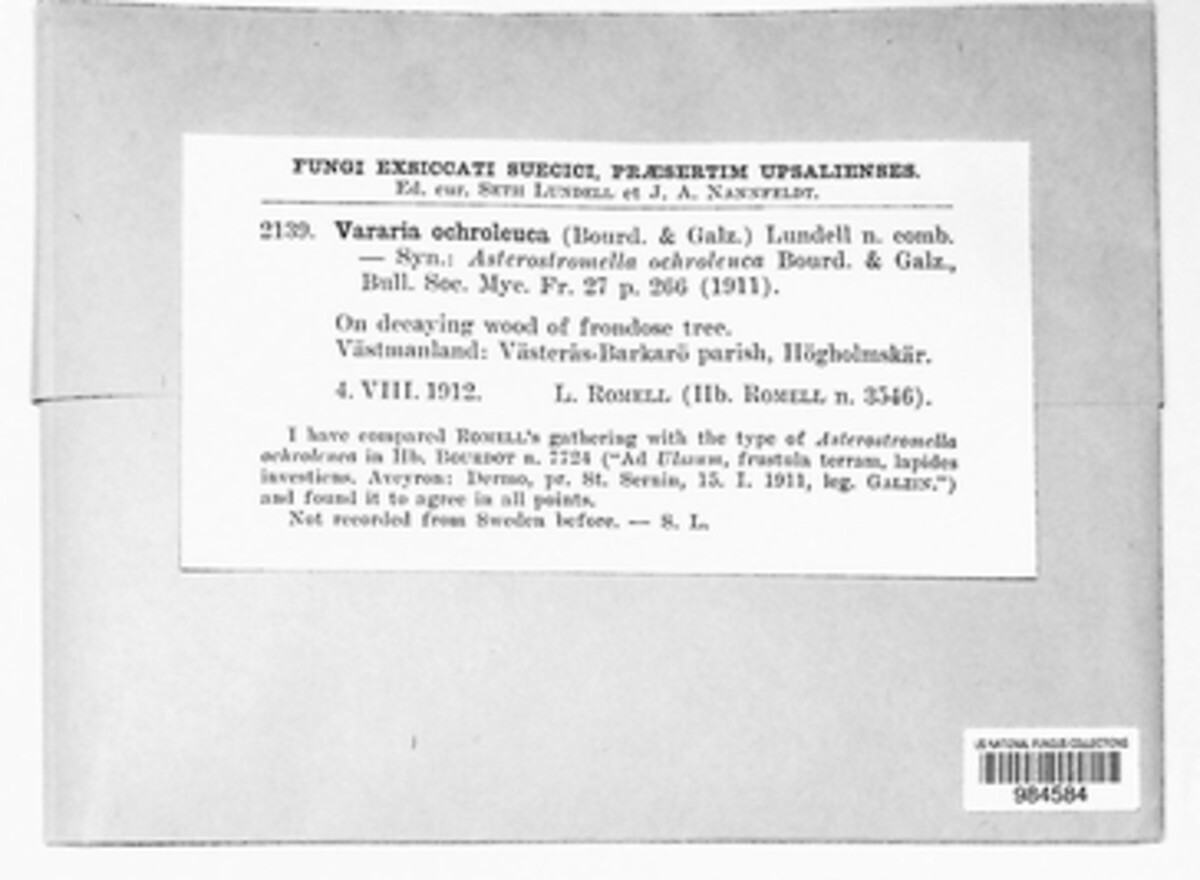 Vararia ochroleuca image